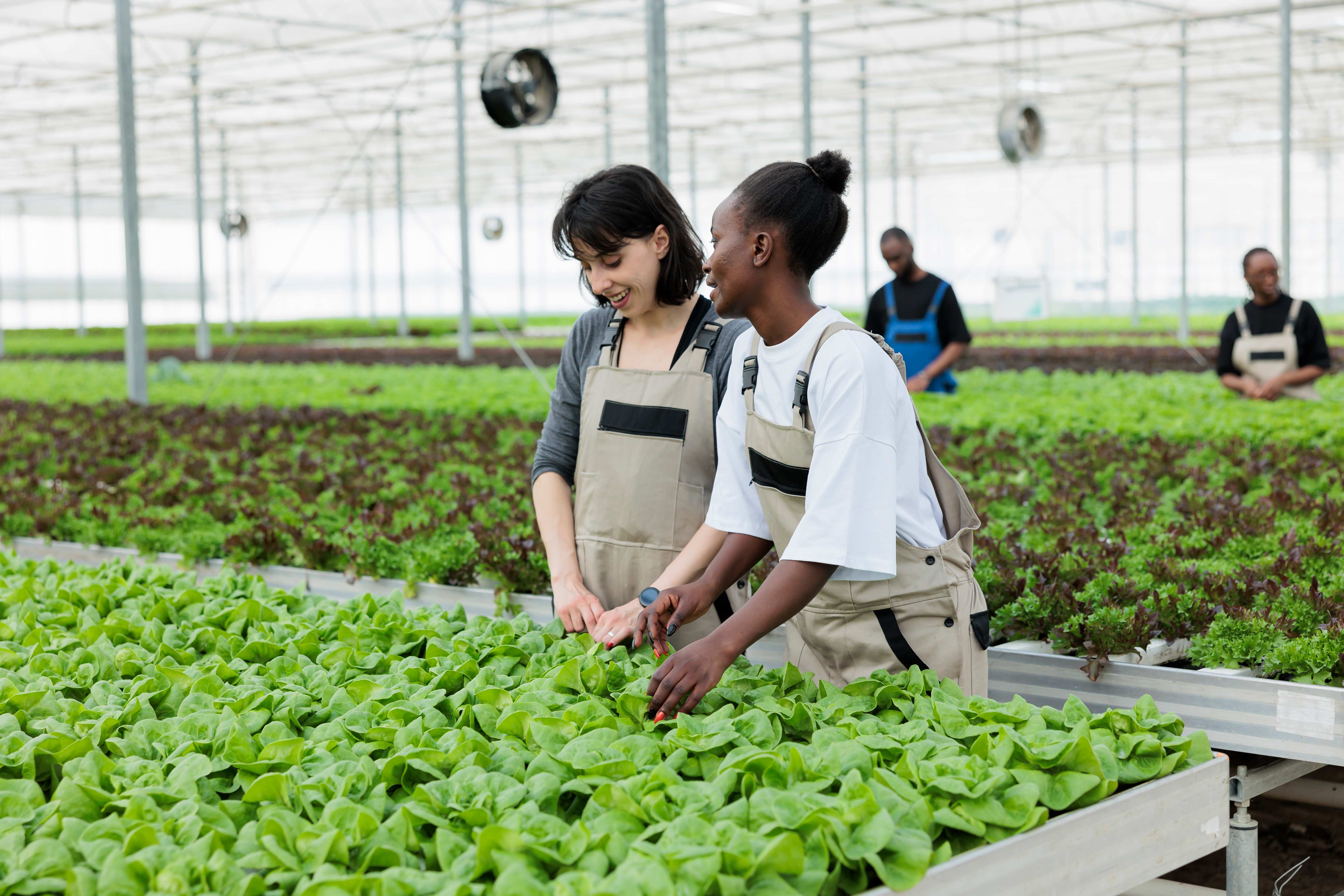 Modern greenhouse farming collaboration